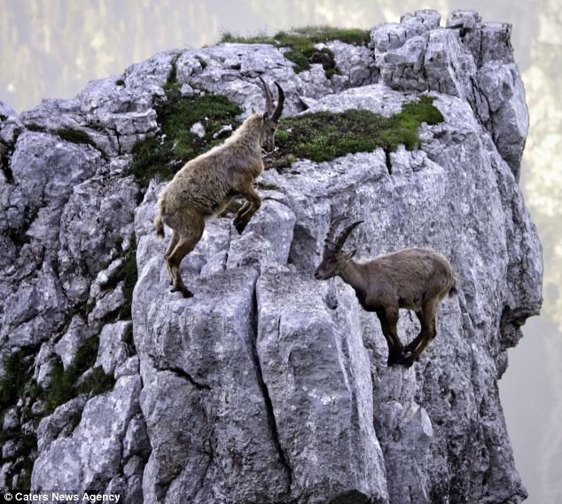 Mountain_goats_2 - Alpine Ibex (Capra ibex) ibexes.jpg 해발 4000미터의 아찔한 결투장